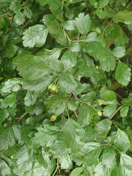 Crataegus x macrocarpa \ Gro�fr�chtiger Wei�dorn / Hybrid Hawthorn, D Langenselbold 11.6.2016