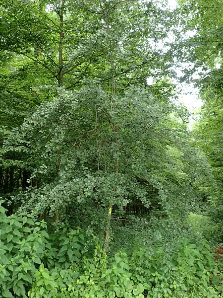 Crataegus rhipidophylla subsp. rhipidophylla \ Gro�kelch-Wei�dorn / Midland Hawthorn, D Langenselbold 11.6.2016