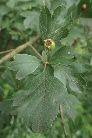 Crataegus x macrocarpa \ Gro�fr�chtiger Wei�dorn / Hybrid Hawthorn, D Langenselbold 11.6.2016