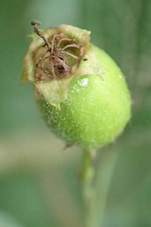 Crataegus x macrocarpa \ Gro�fr�chtiger Wei�dorn / Hybrid Hawthorn, D Langenselbold 11.6.2016