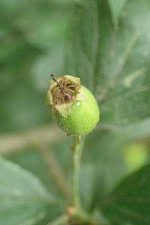 Crataegus x macrocarpa \ Gro�fr�chtiger Wei�dorn / Hybrid Hawthorn, D Langenselbold 11.6.2016