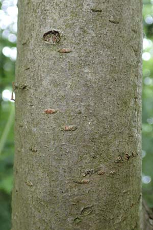 Crataegus x macrocarpa \ Gro�fr�chtiger Wei�dorn / Hybrid Hawthorn, D Langenselbold 11.6.2016