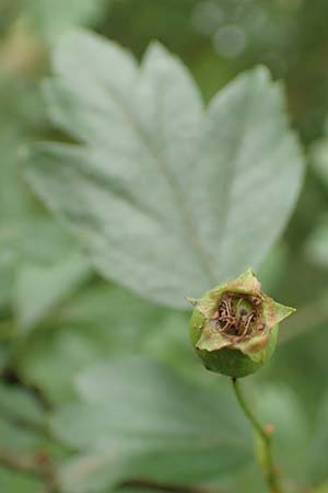 Crataegus x macrocarpa \ Gro�fr�chtiger Wei�dorn / Hybrid Hawthorn, D Langenselbold 11.6.2016