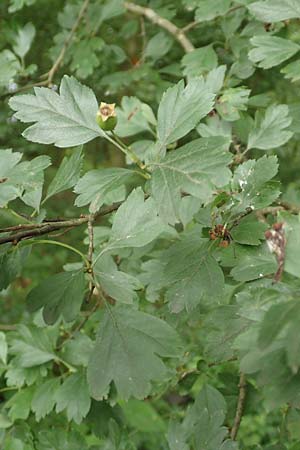 Crataegus x macrocarpa \ Gro�fr�chtiger Wei�dorn / Hybrid Hawthorn, D Langenselbold 11.6.2016