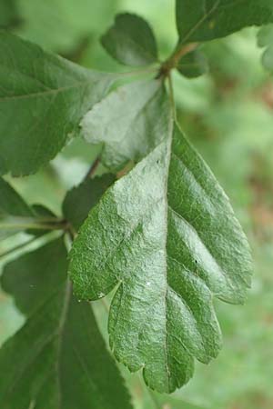 Crataegus x macrocarpa \ Gro�fr�chtiger Wei�dorn / Hybrid Hawthorn, D Langenselbold 11.6.2016