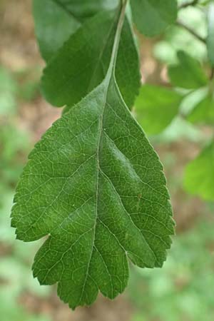 Crataegus x macrocarpa \ Gro�fr�chtiger Wei�dorn / Hybrid Hawthorn, D Langenselbold 11.6.2016