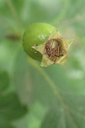 Crataegus x macrocarpa \ Gro�fr�chtiger Wei�dorn / Hybrid Hawthorn, D Langenselbold 11.6.2016