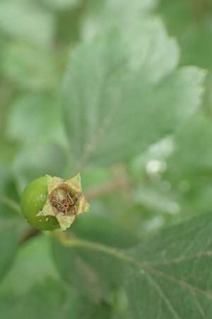 Crataegus x macrocarpa \ Gro�fr�chtiger Wei�dorn / Hybrid Hawthorn, D Langenselbold 11.6.2016