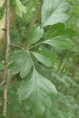 Crataegus x macrocarpa \ Gro�fr�chtiger Wei�dorn / Hybrid Hawthorn, D Langenselbold 11.6.2016