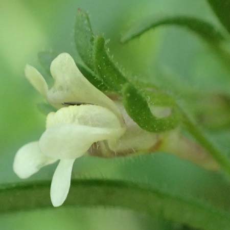 Chaenorhinum minus \ Kleiner Orant / Small Toadflax, D M&ouml;mlingen 25.6.2016