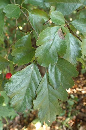 Crataegus x macrocarpa \ Gro�fr�chtiger Wei�dorn / Hybrid Hawthorn, D Langenselbold 10.9.2016