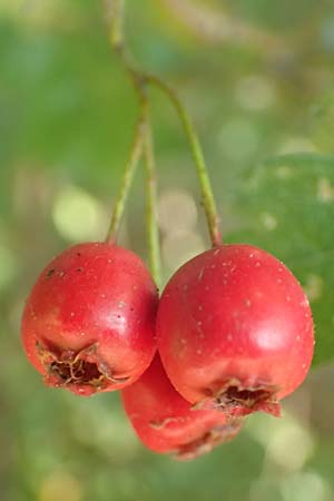 Crataegus x macrocarpa \ Gro�fr�chtiger Wei�dorn / Hybrid Hawthorn, D Langenselbold 10.9.2016