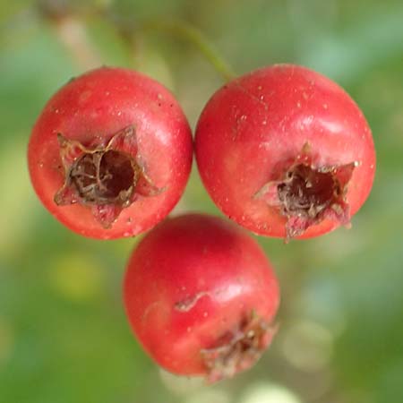 Crataegus x macrocarpa \ Gro�fr�chtiger Wei�dorn / Hybrid Hawthorn, D Langenselbold 10.9.2016