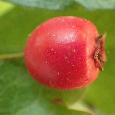 Crataegus x macrocarpa \ Gro�fr�chtiger Wei�dorn / Hybrid Hawthorn, D Langenselbold 10.9.2016