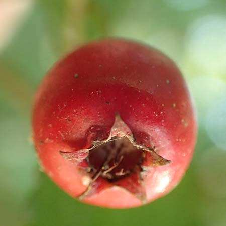 Crataegus x macrocarpa \ Gro�fr�chtiger Wei�dorn / Hybrid Hawthorn, D Langenselbold 10.9.2016