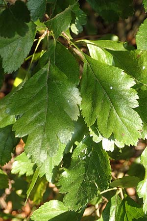 Crataegus x macrocarpa \ Gro�fr�chtiger Wei�dorn / Hybrid Hawthorn, D Langenselbold 10.9.2016