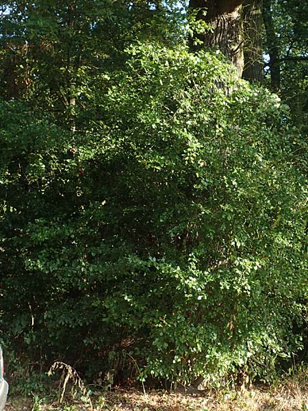 Crataegus x macrocarpa \ Gro�fr�chtiger Wei�dorn / Hybrid Hawthorn, D Langenselbold 10.9.2016