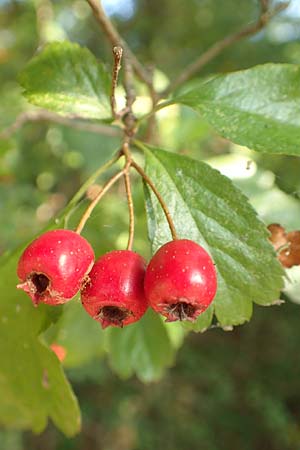 Crataegus x macrocarpa \ Gro�fr�chtiger Wei�dorn / Hybrid Hawthorn, D Langenselbold 10.9.2016