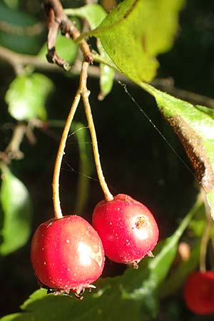 Crataegus x macrocarpa \ Gro�fr�chtiger Wei�dorn / Hybrid Hawthorn, D Langenselbold 10.9.2016