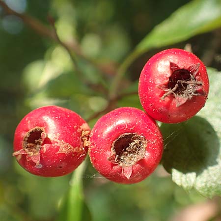 Crataegus x macrocarpa \ Gro�fr�chtiger Wei�dorn / Hybrid Hawthorn, D Langenselbold 10.9.2016