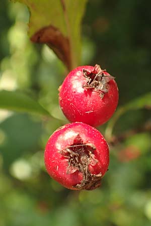 Crataegus x macrocarpa \ Gro�fr�chtiger Wei�dorn / Hybrid Hawthorn, D Langenselbold 10.9.2016