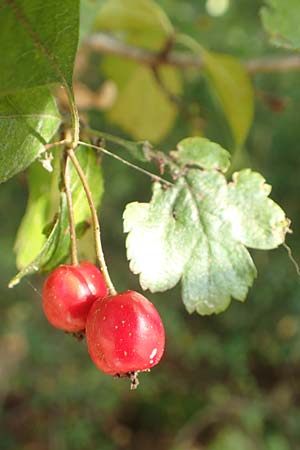 Crataegus x macrocarpa \ Gro�fr�chtiger Wei�dorn / Hybrid Hawthorn, D Langenselbold 10.9.2016