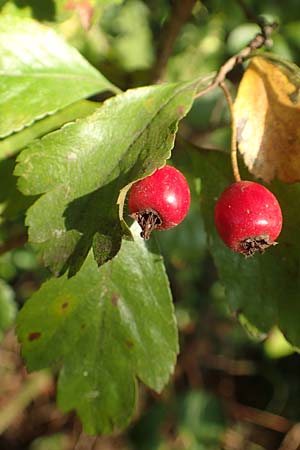 Crataegus x macrocarpa \ Gro�fr�chtiger Wei�dorn / Hybrid Hawthorn, D Langenselbold 10.9.2016