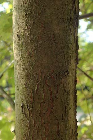 Crataegus x macrocarpa \ Gro�fr�chtiger Wei�dorn / Hybrid Hawthorn, D Langenselbold 10.9.2016