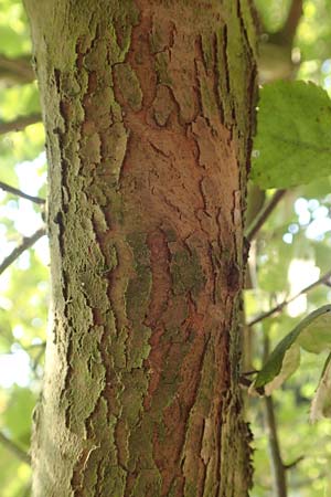 Crataegus x macrocarpa \ Gro�fr�chtiger Wei�dorn / Hybrid Hawthorn, D Langenselbold 10.9.2016