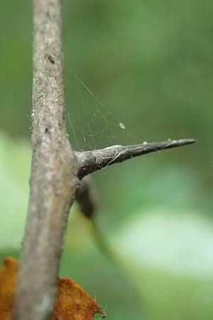 Crataegus x macrocarpa \ Gro�fr�chtiger Wei�dorn / Hybrid Hawthorn, D Langenselbold 10.9.2016