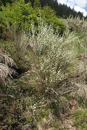 Cytisus multiflorus \ Vielbl�tiger Gei�klee / White Broom, D Schwarzwald/Black-Forest, Menzenschwand 27.5.2017