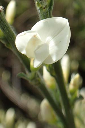 Cytisus multiflorus \ Vielbl�tiger Gei�klee / White Broom, D Schwarzwald/Black-Forest, Menzenschwand 27.5.2017