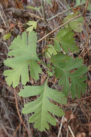 Crataegus monogyna \ Eingriffeliger Wei�dorn / Hawthorn, D Mannheim 11.10.2018