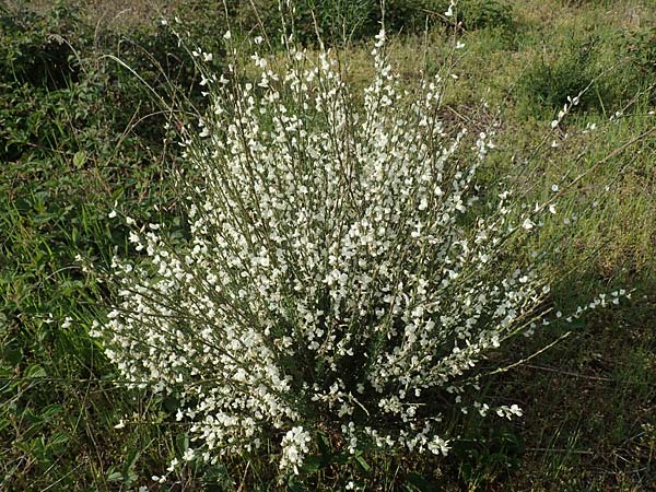 Cytisus multiflorus \ Vielbl�tiger Gei�klee / White Broom, D Frankfurt Airport 19.5.2019