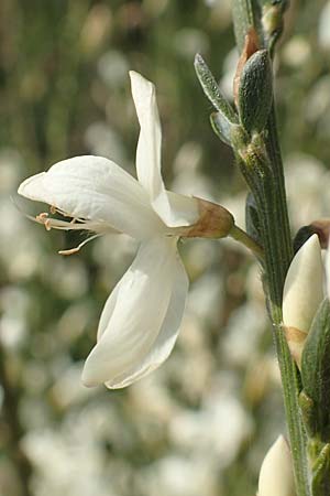 Cytisus multiflorus \ Vielbl�tiger Gei�klee / White Broom, D Frankfurt Airport 19.5.2019