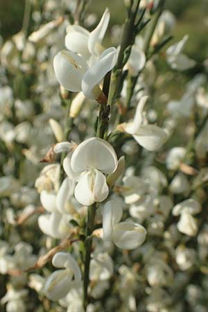 Cytisus multiflorus \ Vielbl�tiger Gei�klee / White Broom, D Frankfurt Airport 19.5.2019
