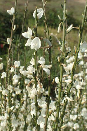 Cytisus multiflorus \ Vielbl�tiger Gei�klee / White Broom, D Frankfurt Airport 19.5.2019