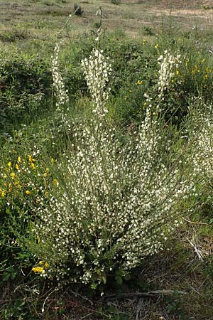 Cytisus multiflorus \ Vielbl�tiger Gei�klee / White Broom, D Frankfurt Airport 19.5.2019