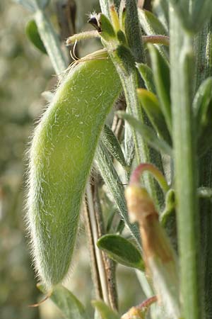 Cytisus multiflorus \ Vielbl�tiger Gei�klee / White Broom, D Frankfurt Airport 19.5.2019