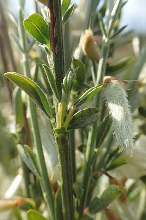 Cytisus multiflorus \ Vielbl�tiger Gei�klee / White Broom, D Frankfurt Airport 19.5.2019