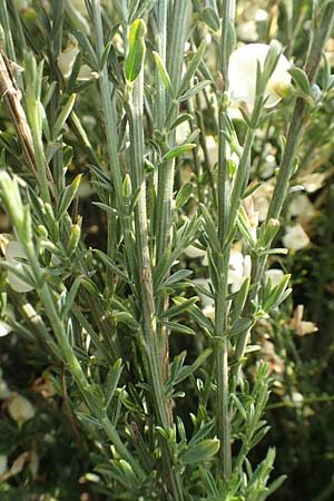 Cytisus multiflorus \ Vielbl�tiger Gei�klee / White Broom, D Frankfurt Airport 19.5.2019