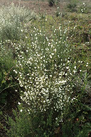 Cytisus multiflorus \ Vielbl�tiger Gei�klee / White Broom, D Frankfurt Airport 19.5.2019