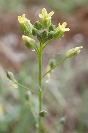 Camelina microcarpa \ Kleinfr�chtiger Leindotter / Lesser Gold of Pleasure, Small-Seed False-Flax, D Mannheim 13.5.2021