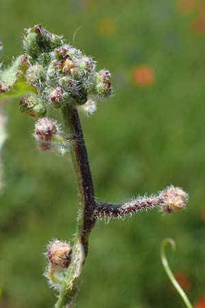 Camelina microcarpa \ Kleinfr�chtiger Leindotter / Lesser Gold of Pleasure, Small-Seed False-Flax, D Gr&uuml;nstadt-Asselheim 16.6.2021