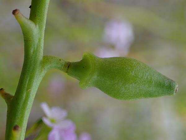 Cakile maritima \ Europ�ischer Meersenf, D Hohwacht 13.9.2021