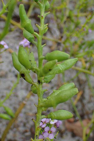 Cakile maritima \ Europ�ischer Meersenf, D Hohwacht 13.9.2021