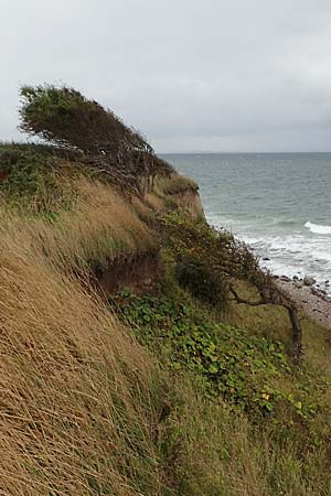 Crataegus monogyna \ Eingriffeliger Wei�dorn / Hawthorn, D Putlos 17.9.2021