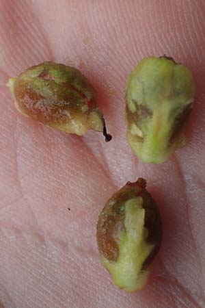 Crataegus monogyna \ Eingriffeliger Wei�dorn / Hawthorn, D Putlos 17.9.2021