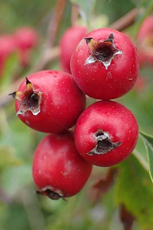 Crataegus monogyna \ Eingriffeliger Wei�dorn / Hawthorn, D Putlos 17.9.2021