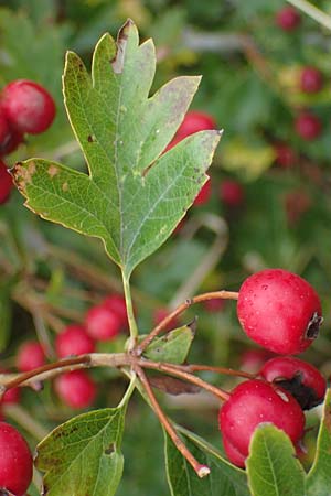 Crataegus monogyna \ Eingriffeliger Wei�dorn / Hawthorn, D Putlos 17.9.2021